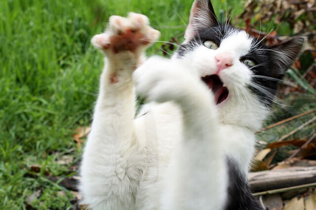 开云网址入口-中国男篮持续优化攻守转化节奏，中国男篮新规则