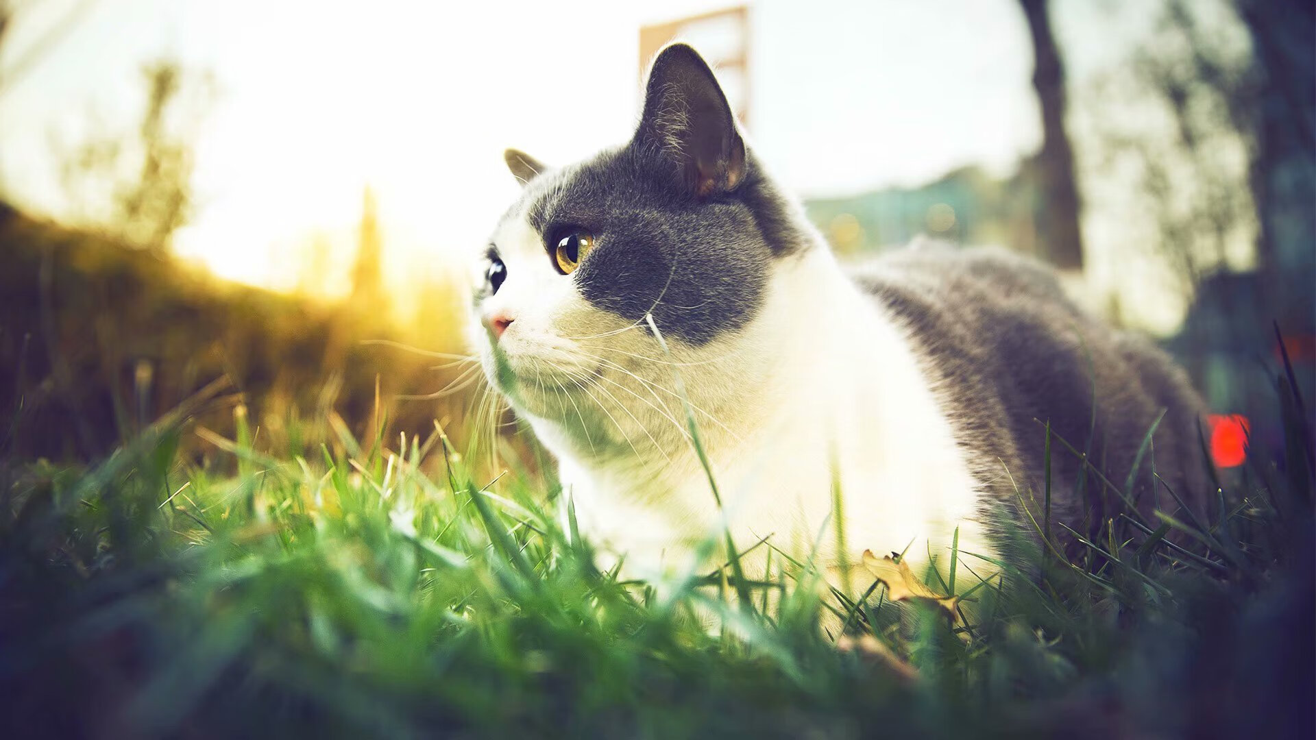 开云体育网页版入口-亚洲马拉松锦标赛 中国女将强势夺冠，亚洲女子马拉松排名第一的是谁