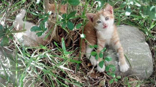 浙江雄狮利用节奏变化打出多回合快攻，浙江雄狮篮球队