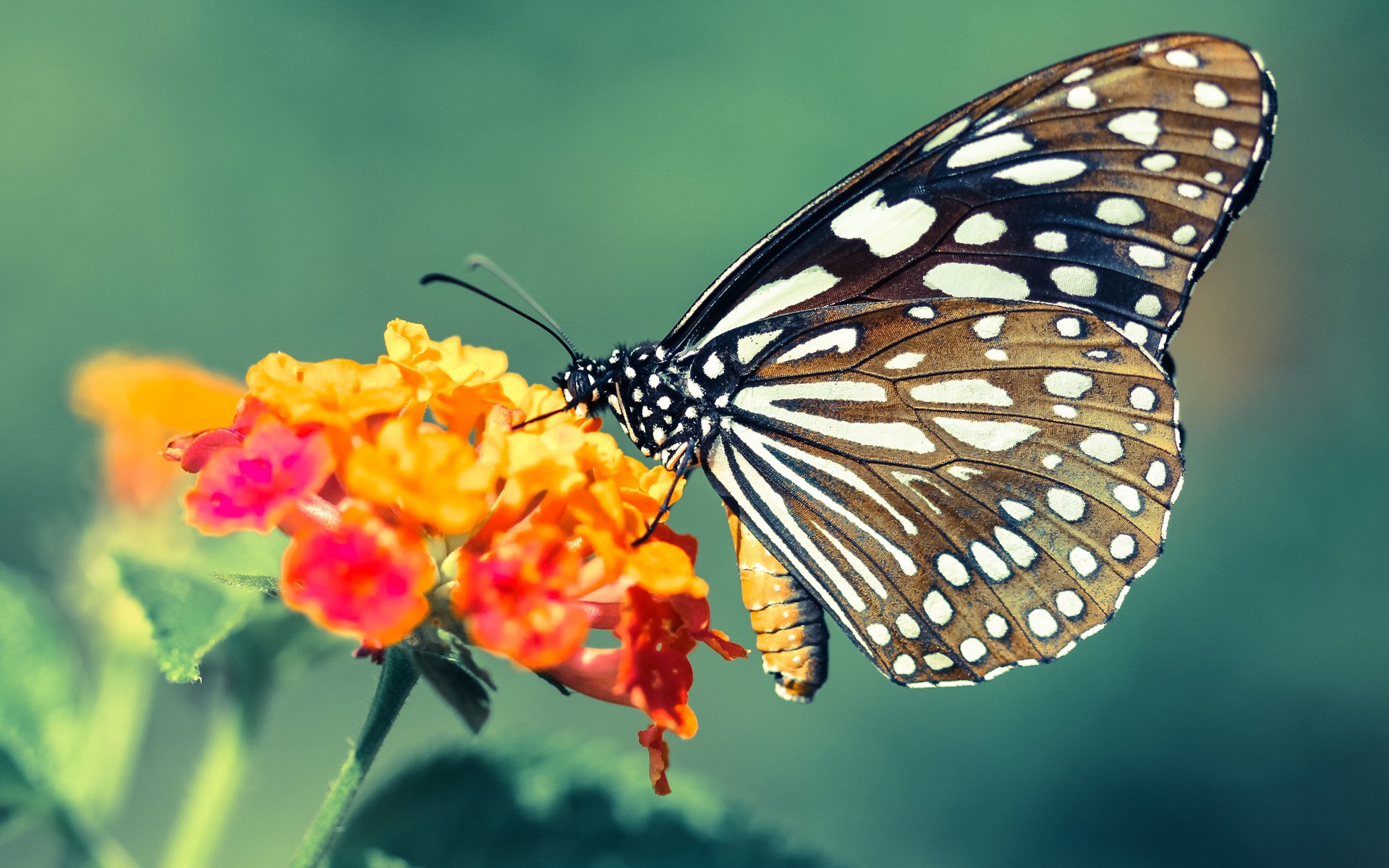 电竞解说风格多样新生代解说逐渐上位,电竞解说门