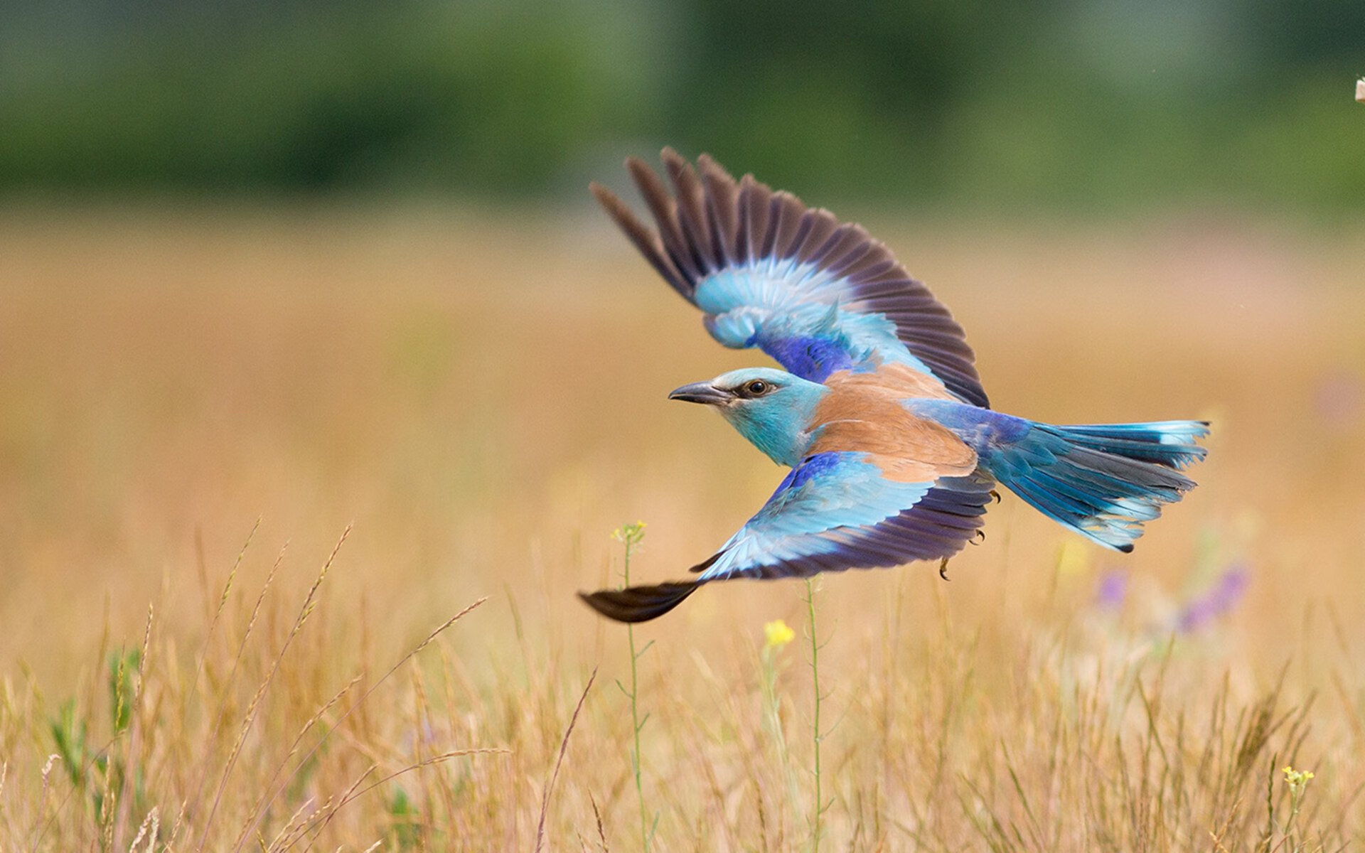 76人小前锋发文感谢球迷长期支持鼓励，76人之前的大前锋